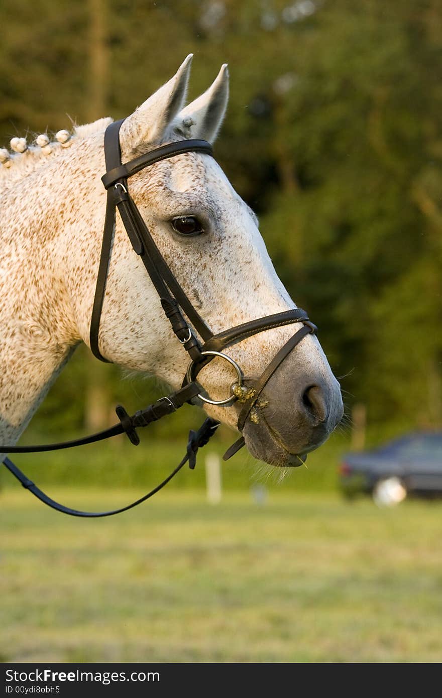 Portrait of a beautiful horse