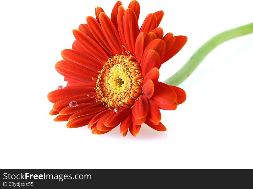 Bright red gerbera daisy with water drops over white background