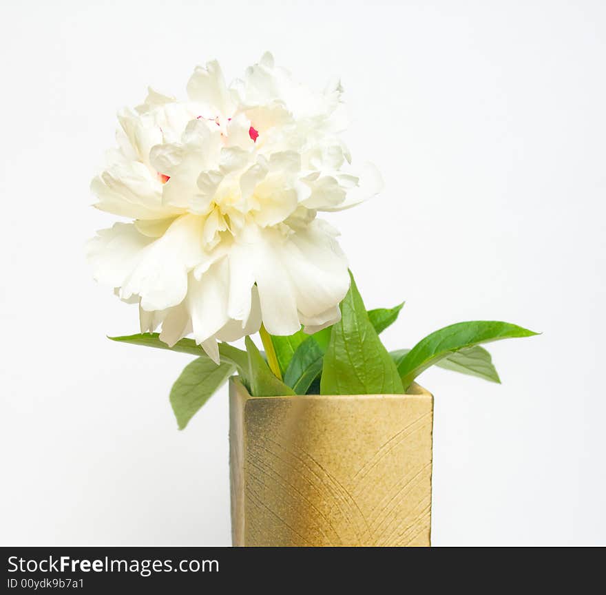 White Peony