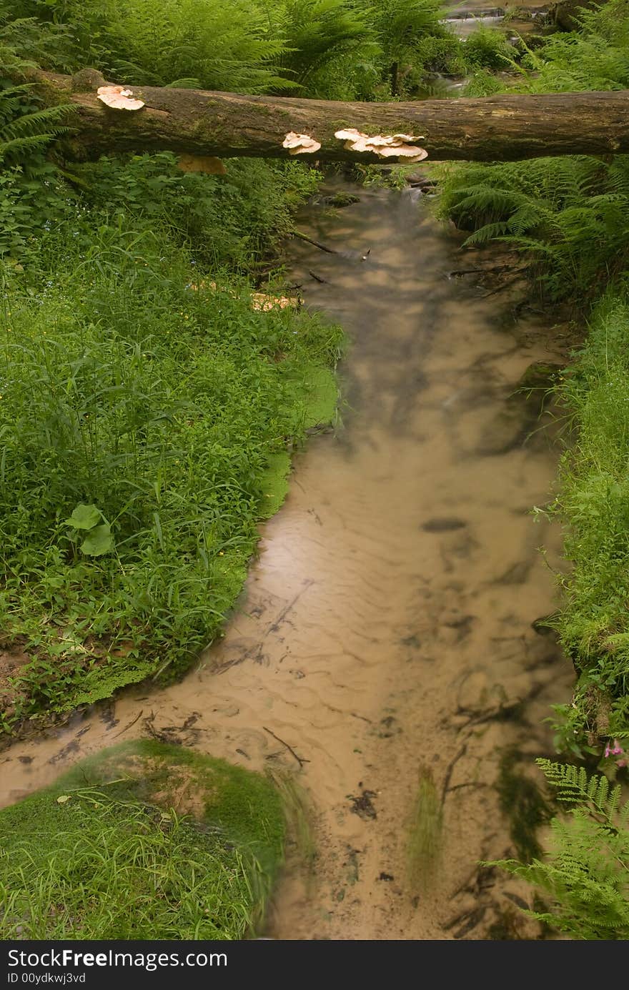 Clean brook in national park Bohemian Switzerland