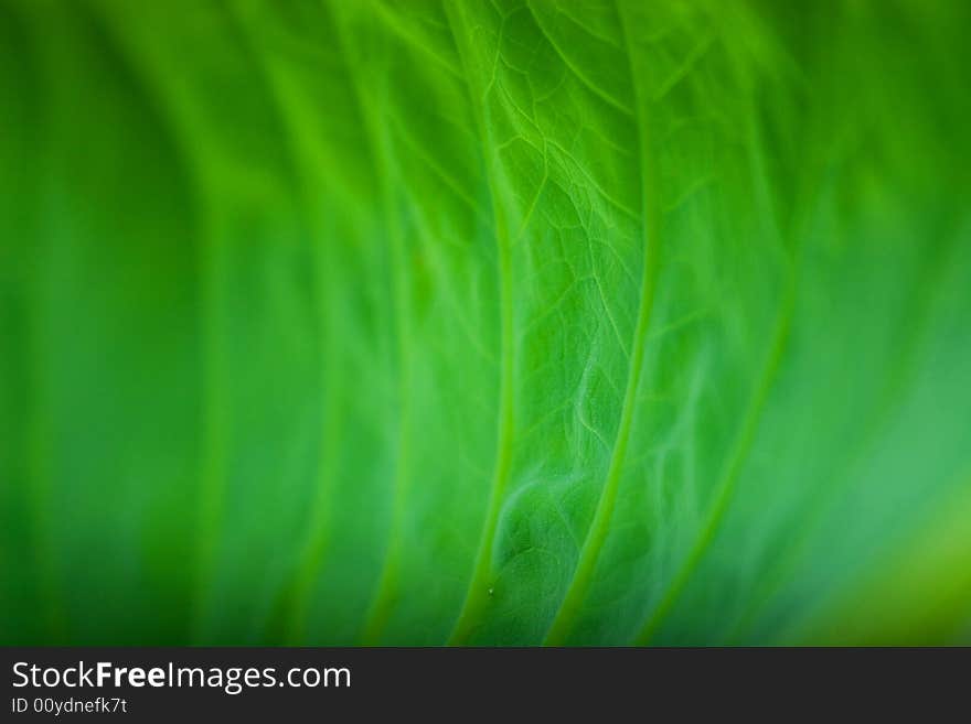 Look inside of rolled lotus leaf