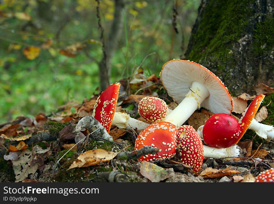 Few toadstools under a tree. Few toadstools under a tree