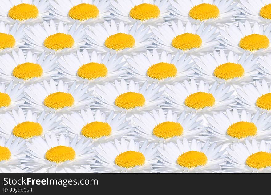 Camomile Background