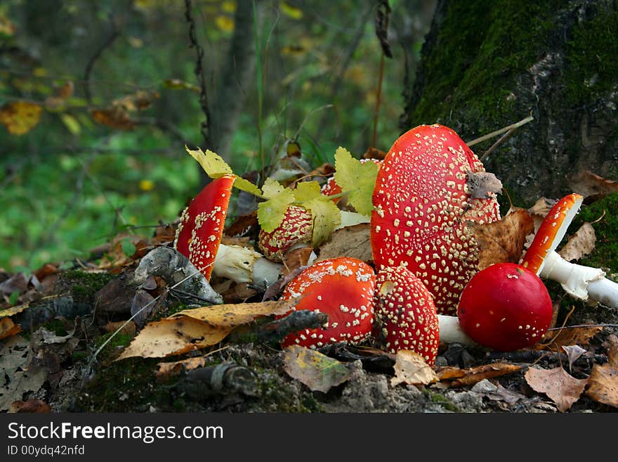 Few toadstools under a tree. Few toadstools under a tree