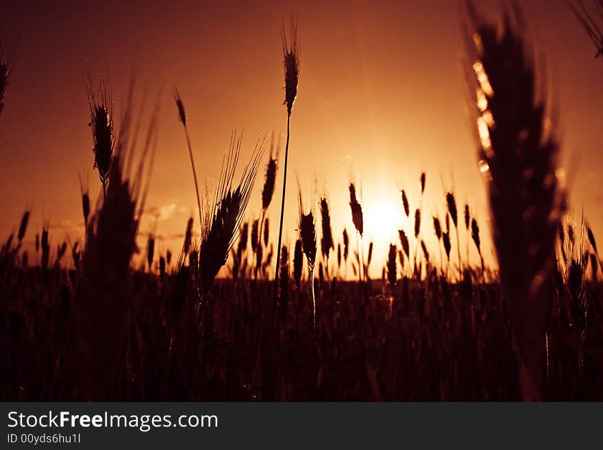 Sunset at field