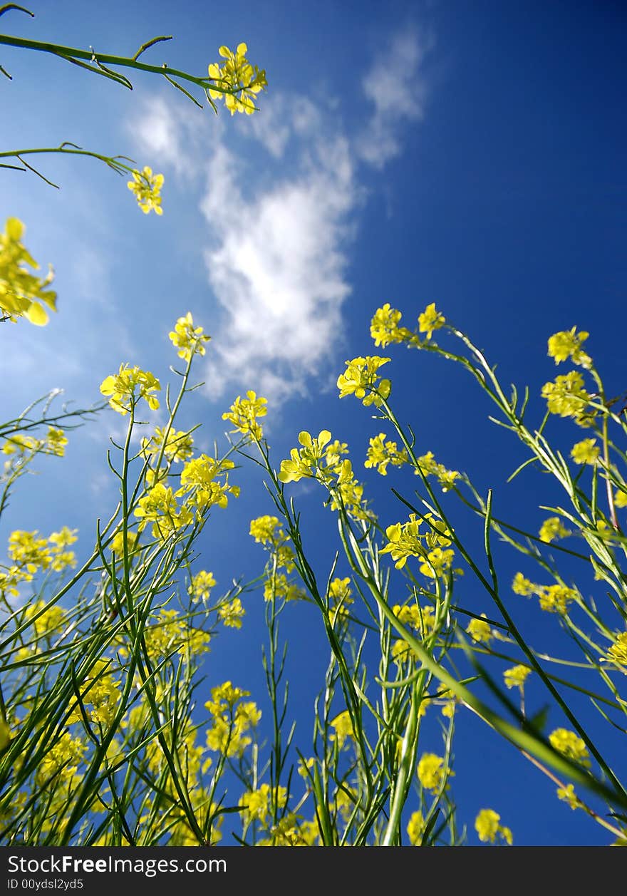 Yellow flowers