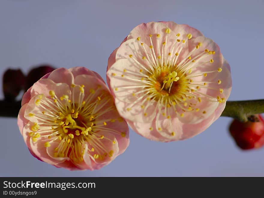 Plum Blossom