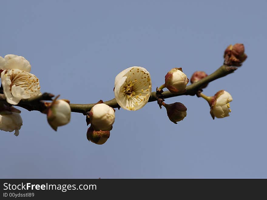 Plum blossom