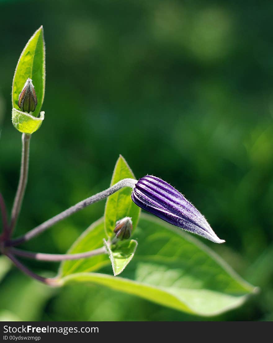 Blue flower