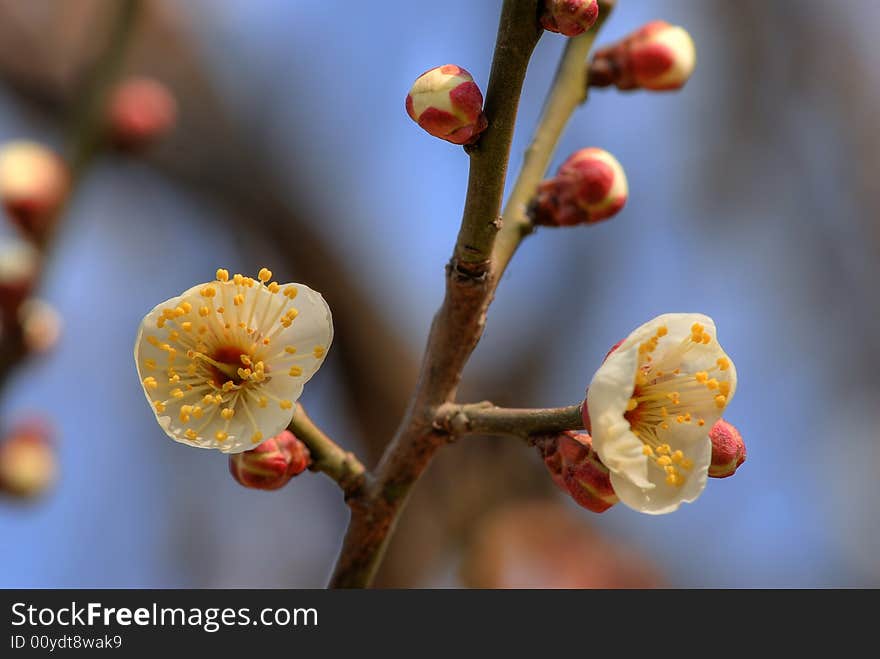 Plum blossom