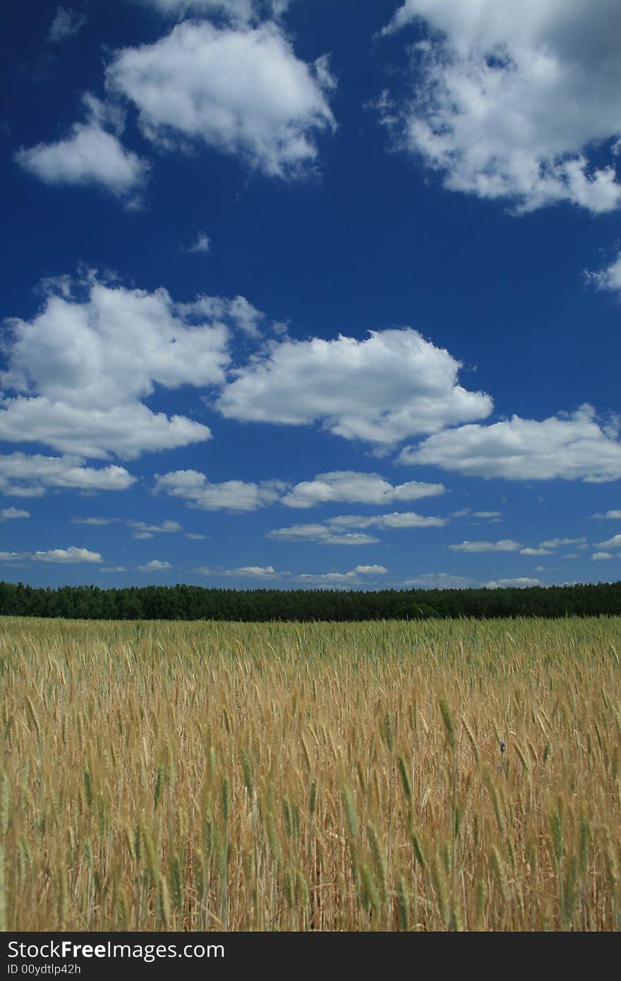 Field with grain