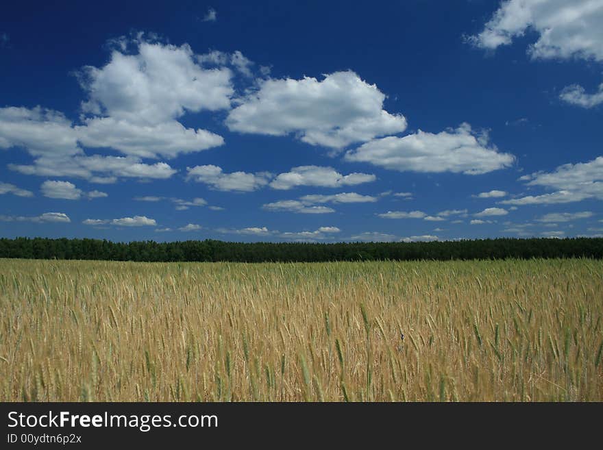 Field With Grain