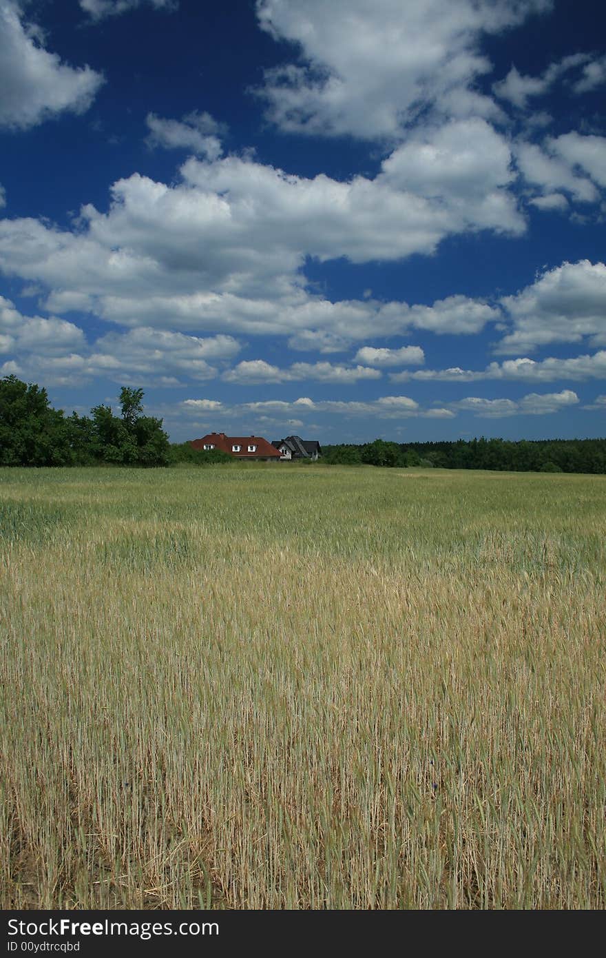 Field with grain on the countryside. Field with grain on the countryside