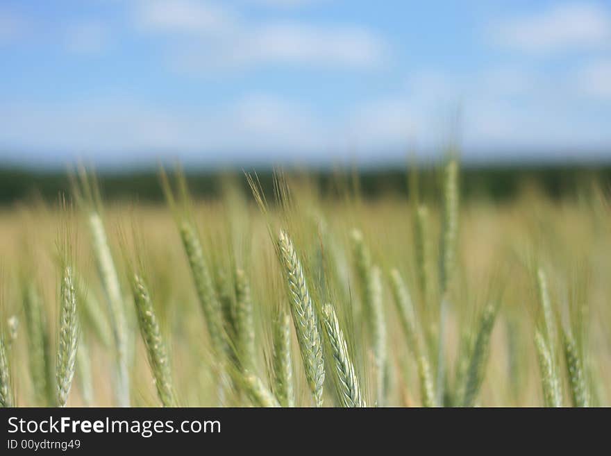 Field of grain