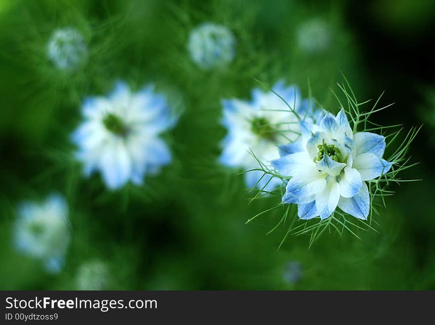 Blue flowers in the garden