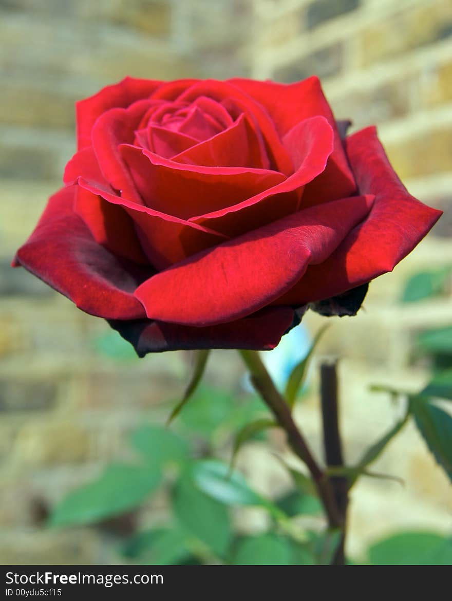 Perfect Red Rose with a brickwork background