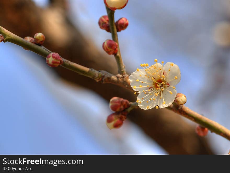 Plum blossom