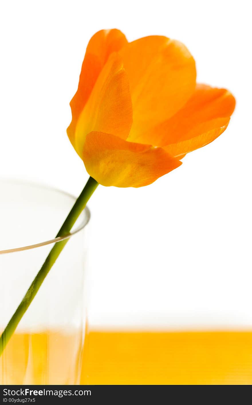 Single tulip on the big glass vase on the table