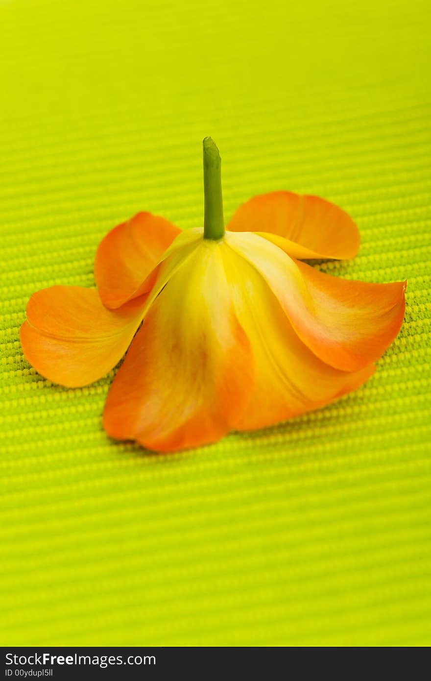 Tulip flower