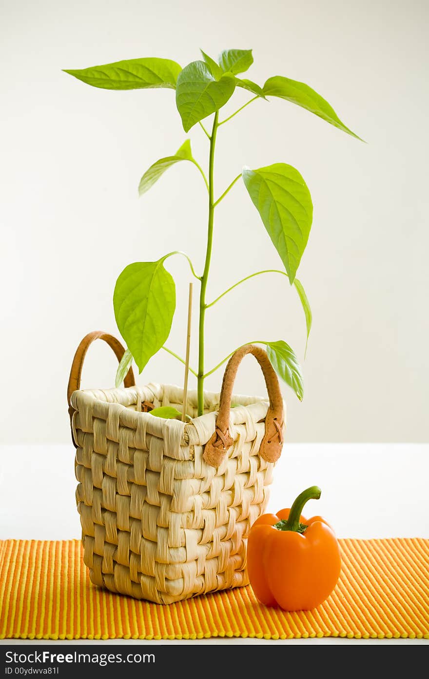 Orange pepper and pepper plant on white table. Orange pepper and pepper plant on white table