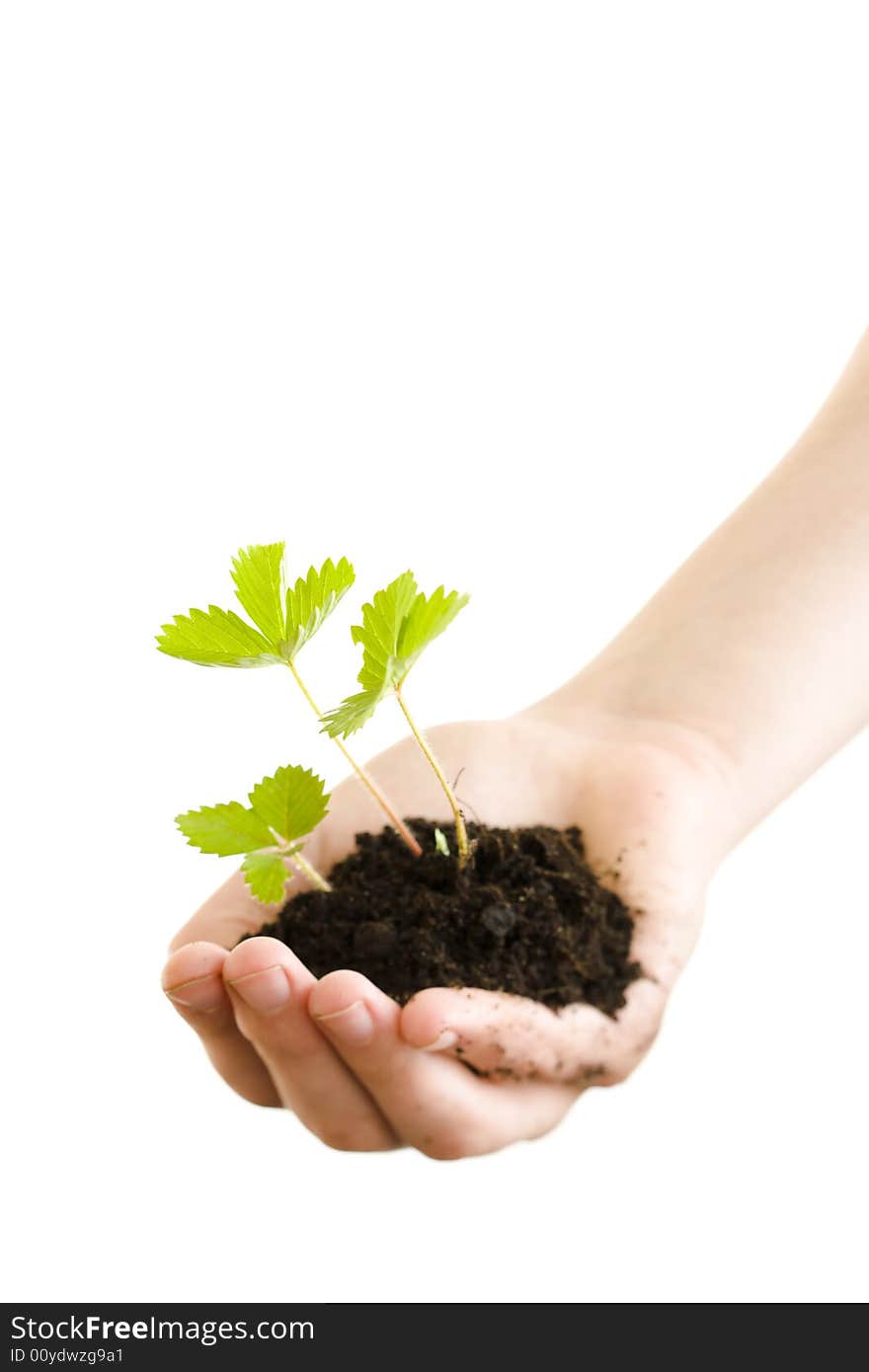 Girl holding a strawberry plant on her hand