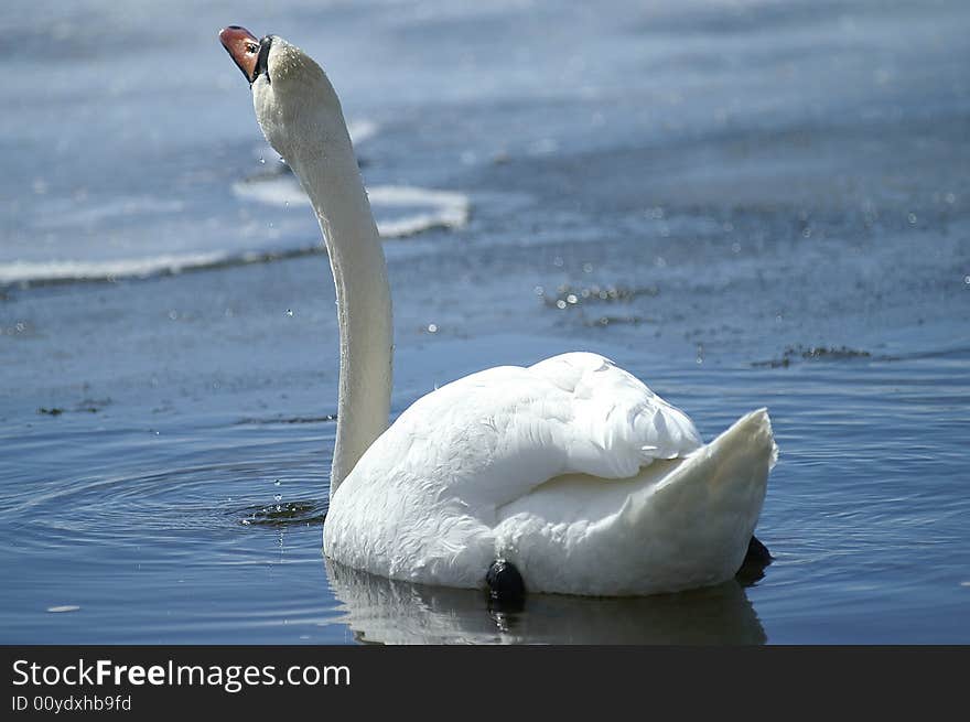 Spring swan