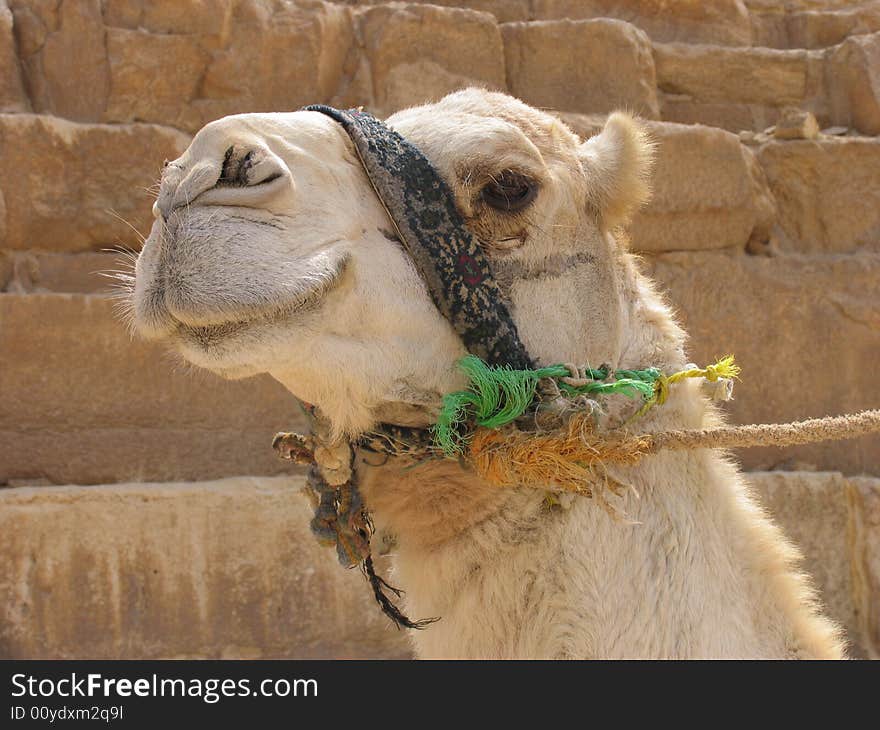 Camel Close Up