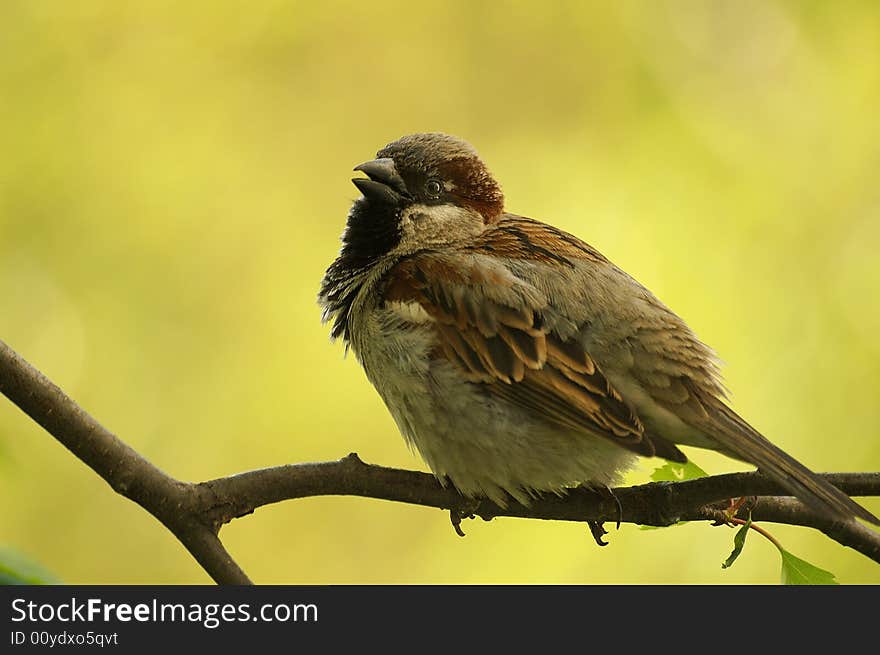 Sparrow on a branch in yellow