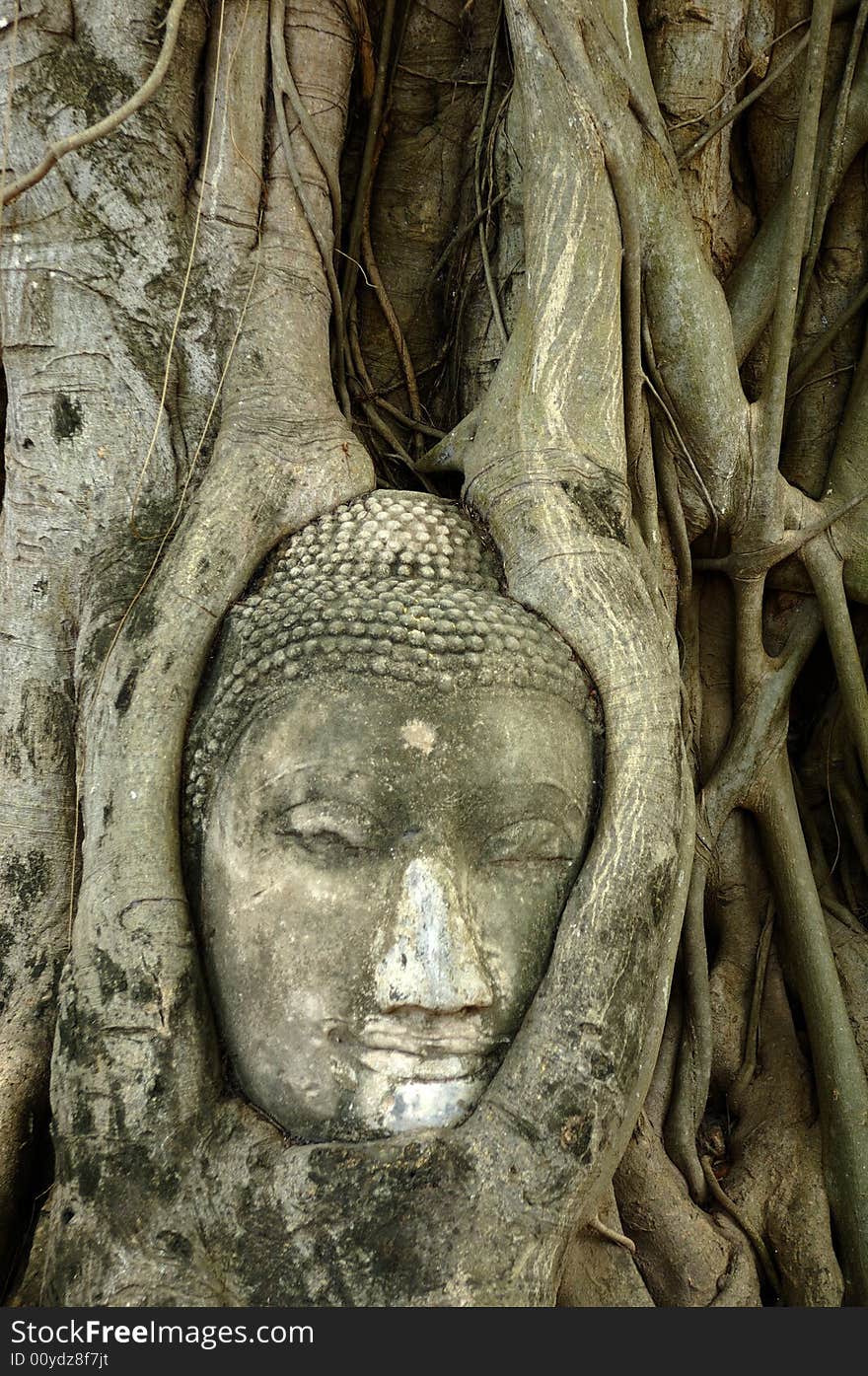 In Thailand the city of Ayutthaya was founded in 1350 today is an impressive archaeological park; here a buddha's face strangle by the roots of a fig tree at the Wat Phra Mahathat. In Thailand the city of Ayutthaya was founded in 1350 today is an impressive archaeological park; here a buddha's face strangle by the roots of a fig tree at the Wat Phra Mahathat