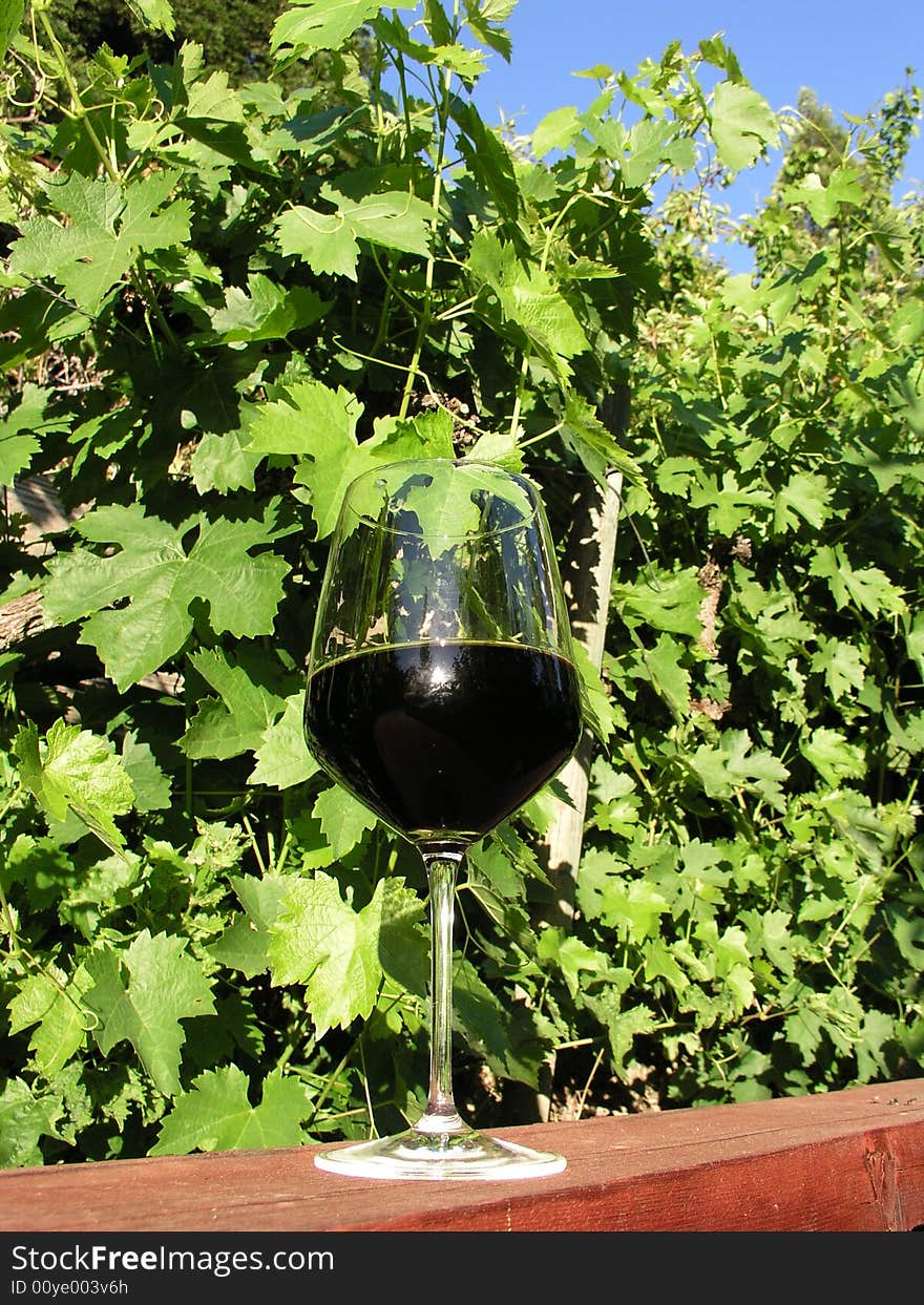 My glass of Cabernet out in my vineyard. My glass of Cabernet out in my vineyard