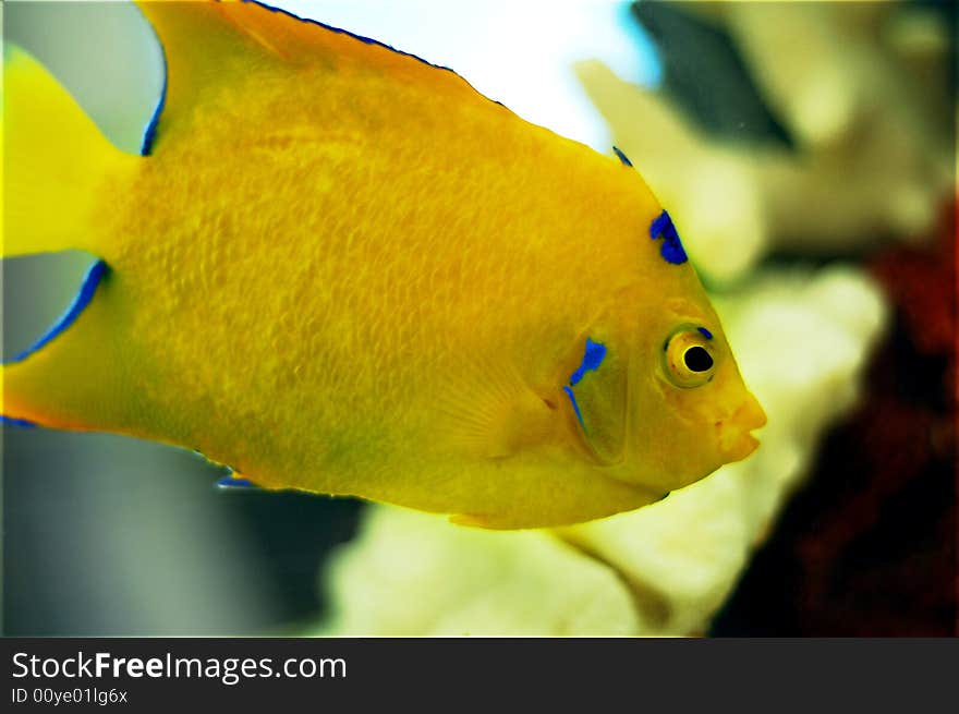 Close up of yellow tropical fish