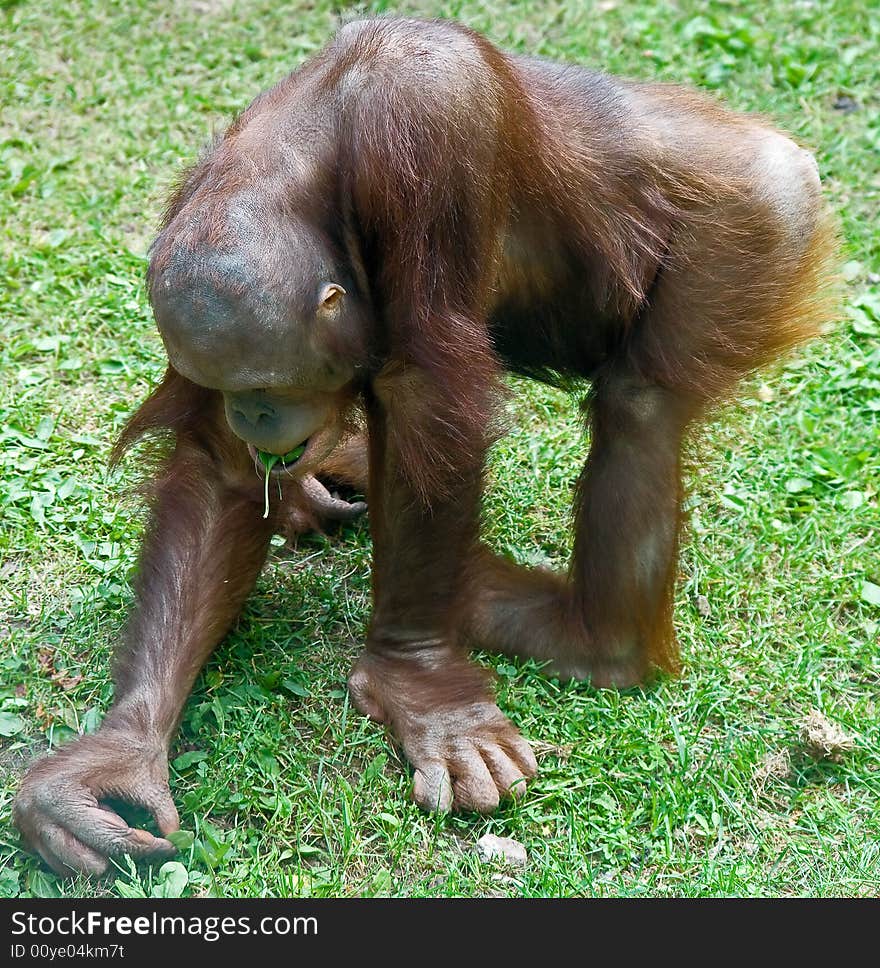 Young orangutan playing on the grass. Young orangutan playing on the grass