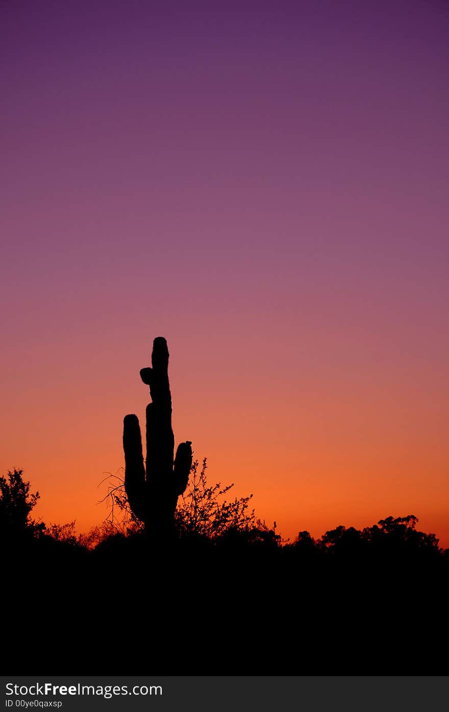 Silhouette of saguaro in Arizona's desert