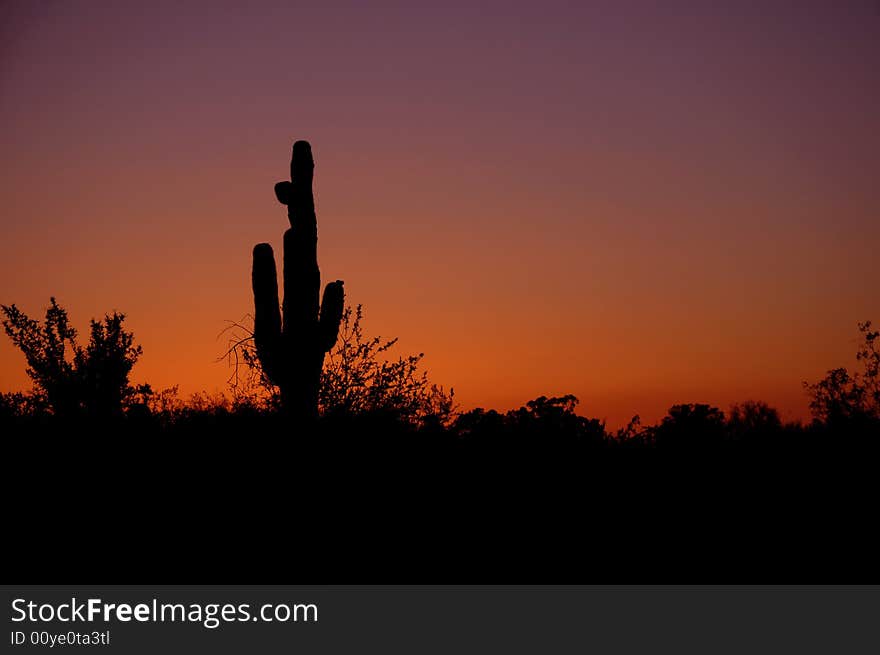 Silhouette of saguaro in Arizona's desert