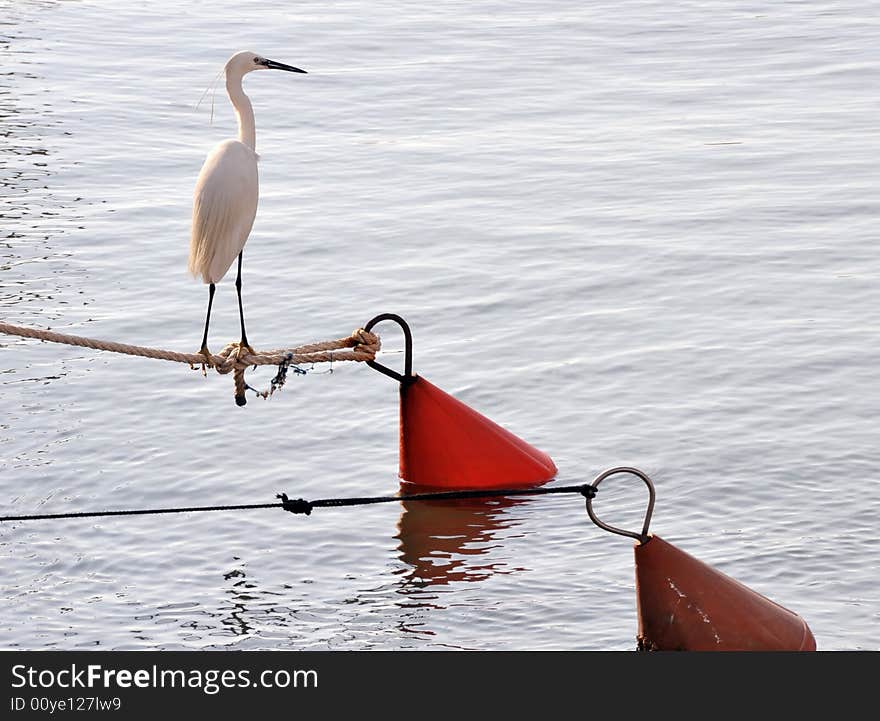 White heron standing on a buoy rope on background of water