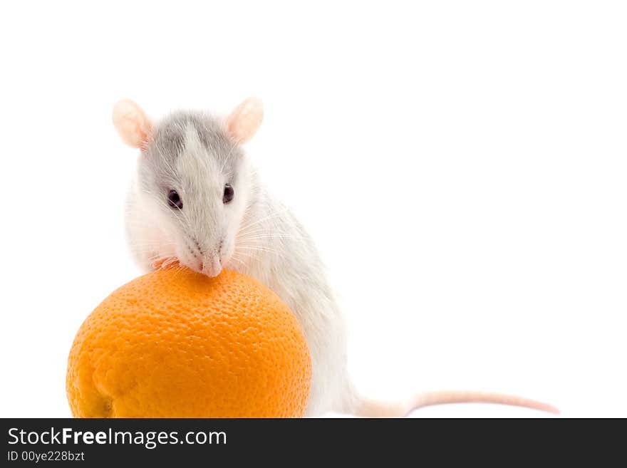 Rat with an orange on a lwhite background