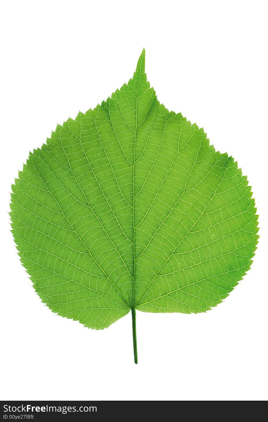 Green leaf, single close-up isolated object. Green leaf, single close-up isolated object