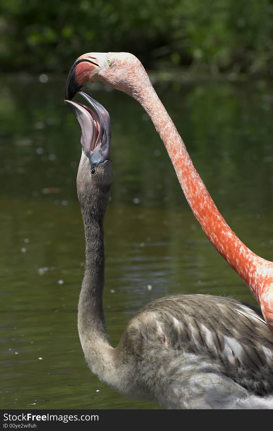 Flamingo feeding its offspring at a lush green pond. Flamingo feeding its offspring at a lush green pond.