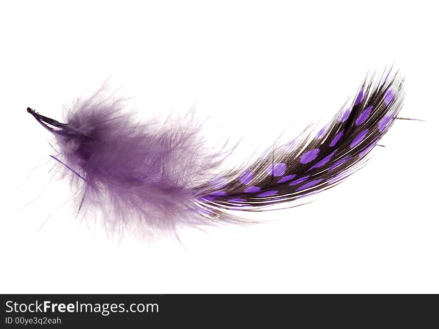 Feather1