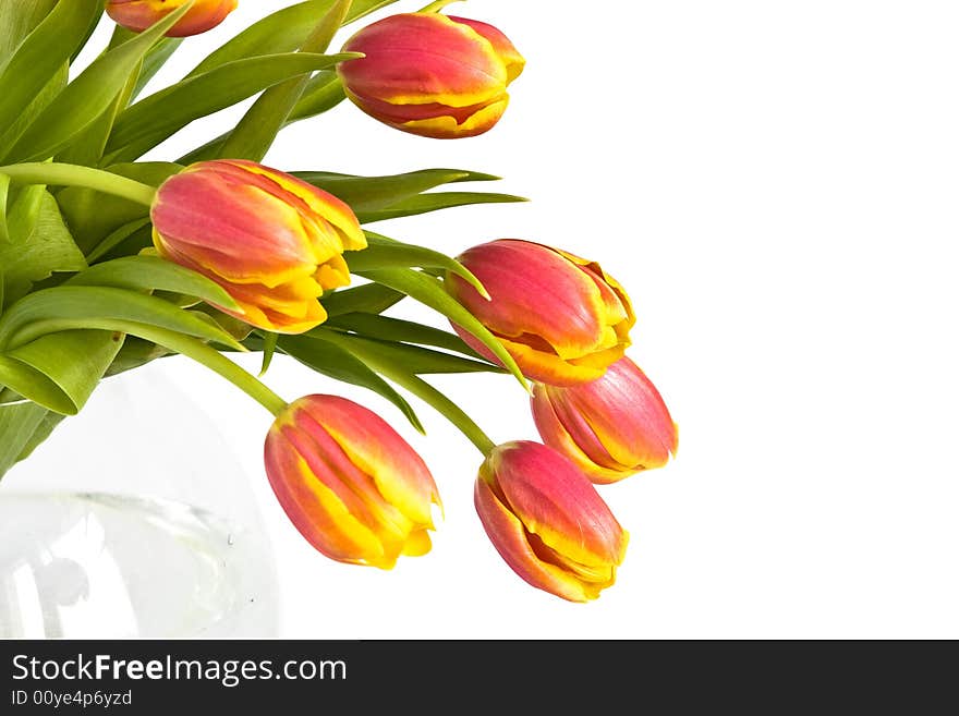 Beautiful bouquet of tulips