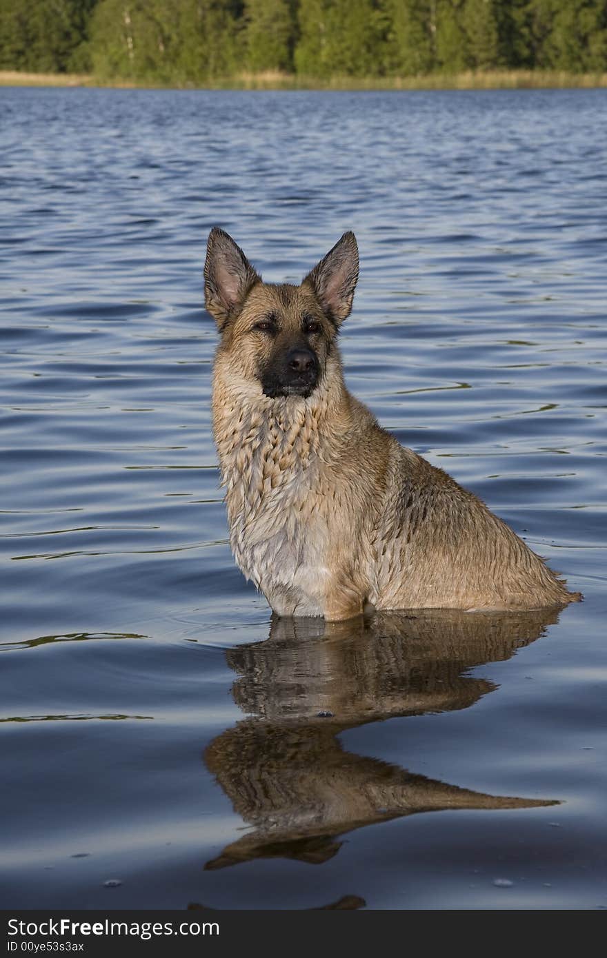 Dog sitting in the water. Dog sitting in the water