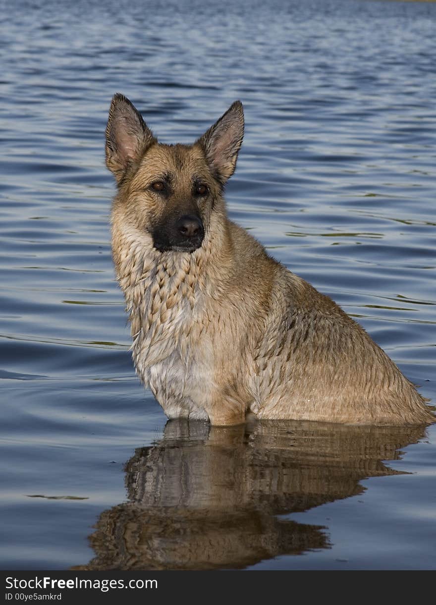 Dog sitting in the water. Dog sitting in the water