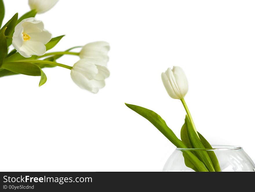 One tulip in glass vase and some tulips on white. One tulip in glass vase and some tulips on white