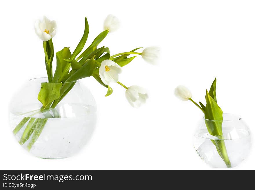 Some tulips in glass vases on white. Some tulips in glass vases on white