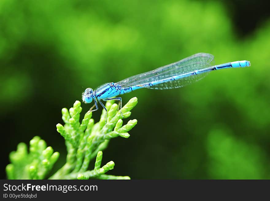 Blue damselfly perched on green leaf