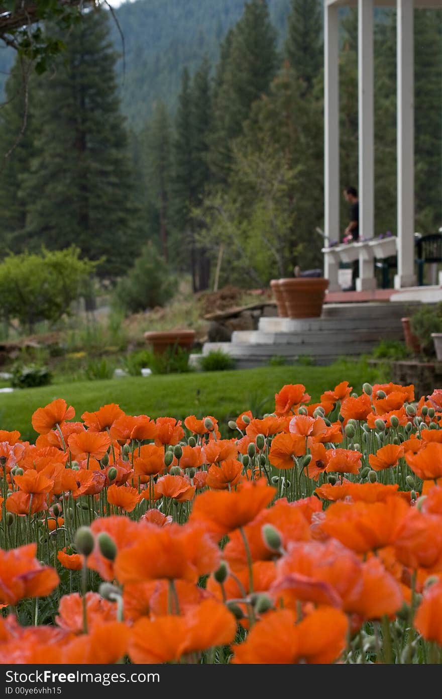 Red poppies in front of Lodge