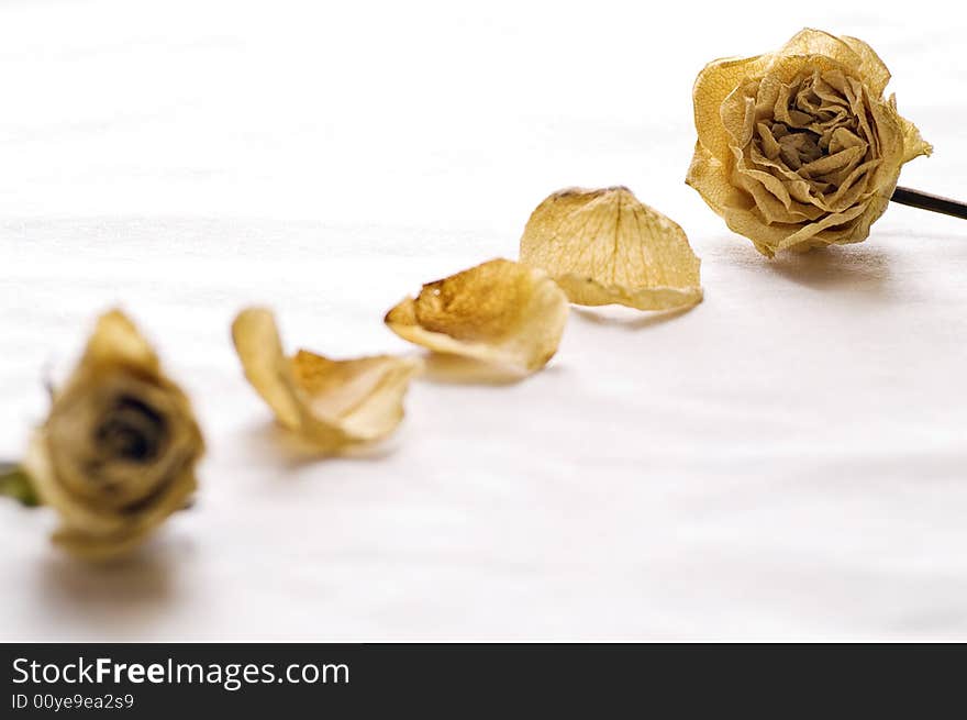 Dry Roses