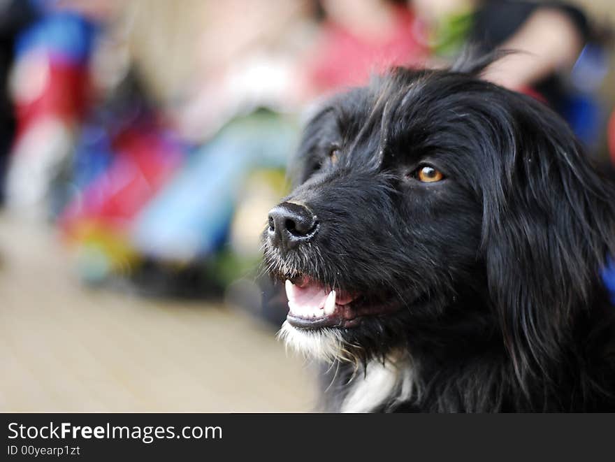 Black dog in front of camera. Black dog in front of camera