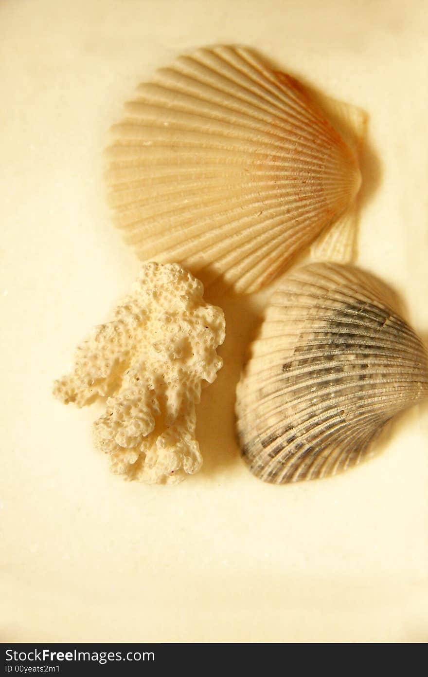 Seashells and coral on creamy background