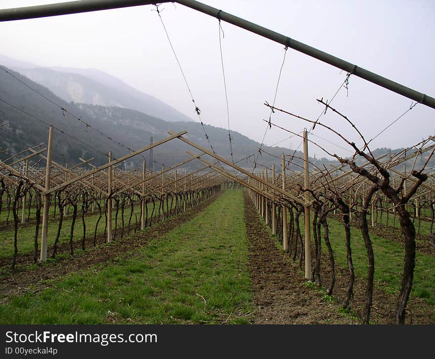 Vineyard in Arco,Lago di Garda,Italy